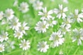 Chickweed flowers Royalty Free Stock Photo