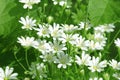 Chickweed flowers Royalty Free Stock Photo