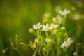 Chickweed flowers blooming at spring Royalty Free Stock Photo