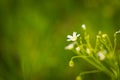 Chickweed flowers blooming at spring Royalty Free Stock Photo