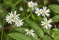 Chickweed flowers close up Royalty Free Stock Photo