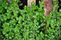 Chickweed Royalty Free Stock Photo