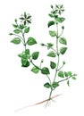 Chickweed plant food Royalty Free Stock Photo