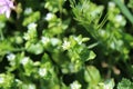 Chickweed`s tiny white flowers blooming in spring Royalty Free Stock Photo