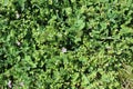 Chickweed cover on a ground Royalty Free Stock Photo