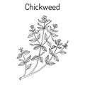 Chickweed Stellaria media or chickenwort, craches, maruns, winterweed Royalty Free Stock Photo