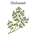 Chickweed Stellaria media or chickenwort, craches, maruns, winterweed - medicinal, culinary and honey plant Royalty Free Stock Photo