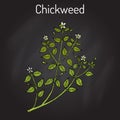 Chickweed Stellaria media or chickenwort, craches, maruns, winterweed - medicinal, culinary and honey plant Royalty Free Stock Photo