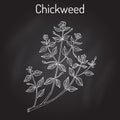 Chickweed Stellaria media or chickenwort, craches, maruns, winterweed - medicinal, culinary and honey plant Royalty Free Stock Photo
