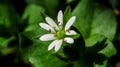 Chickweed - Stellaria media