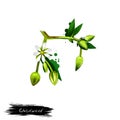 Chickweed vegetable with flower isolated on white. Hand drawn illustration of chickenwort, craches maruns, winterweed, stellaria Royalty Free Stock Photo