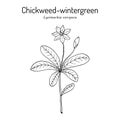 Chickweed-wintergreen or arctic starflower Lysimachia europaea , medicinal plant