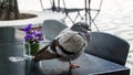 Chicky sparrow on the cafe table Royalty Free Stock Photo