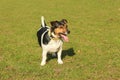 Chico the Jack Russel Terrier