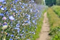 Chicory Royalty Free Stock Photo