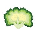 Chicory vegetable in cartoon style. Fresh green endive element