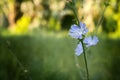 Chicory blossoms in the garden, coffee grass