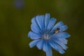 Chicory blue flower. Herbal medicine Royalty Free Stock Photo