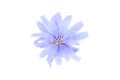 Chicory blue flower plant isolated on white background Royalty Free Stock Photo