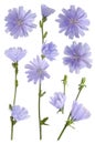 Chicory blue flower on stem isolated on white background Royalty Free Stock Photo