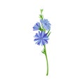 Chicory with Blue Flowers as Wildflower Specie Vector Illustration