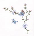 Chicory and butterflies watercolor painting