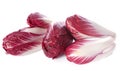 Chicory carmine