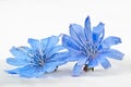 Chicory Cichorium intybus flower