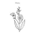 Chicory Cichorium Intybus
