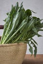 Chicory cicoria catalogna salad in the basket.