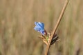 Chicory Common chicory, Cichorium intybus flower bud on dry yellow grass background, close up Royalty Free Stock Photo