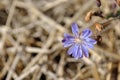 Chicory Common chicory, Cichorium intybus blooming flower on dry yellow grass background Royalty Free Stock Photo