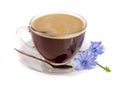 Chicory cup and chicory flower isolated on white background Royalty Free Stock Photo