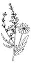 Chicory drawing. Natural plant illustration. Botany sketch