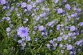 Chicory Field