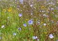 Chicory field. Common Chicory or Cichorium intybus flowers blossom. Wild herbal plant Royalty Free Stock Photo