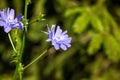Chicory. Field flower. Royalty Free Stock Photo