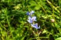 Chicory. Field flower. Royalty Free Stock Photo