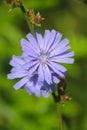 Chicory Royalty Free Stock Photo