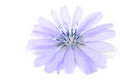 Chicory Flower Royalty Free Stock Photo