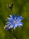 Chicory flower