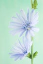 Chicory flower