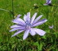 Chicory flower Royalty Free Stock Photo