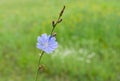 Chicory flower against green natural background Royalty Free Stock Photo