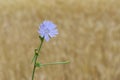 Chicory flower against yellow natural background Royalty Free Stock Photo