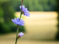 Chicory flower on the background of a wheat field. Royalty Free Stock Photo