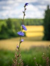 Chicory flower on the background of a wheat field. Royalty Free Stock Photo