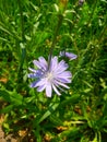 The chicory flower