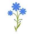 Chicory flower flat icon, wild flowers