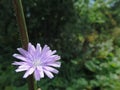 Chicory flower in the forest